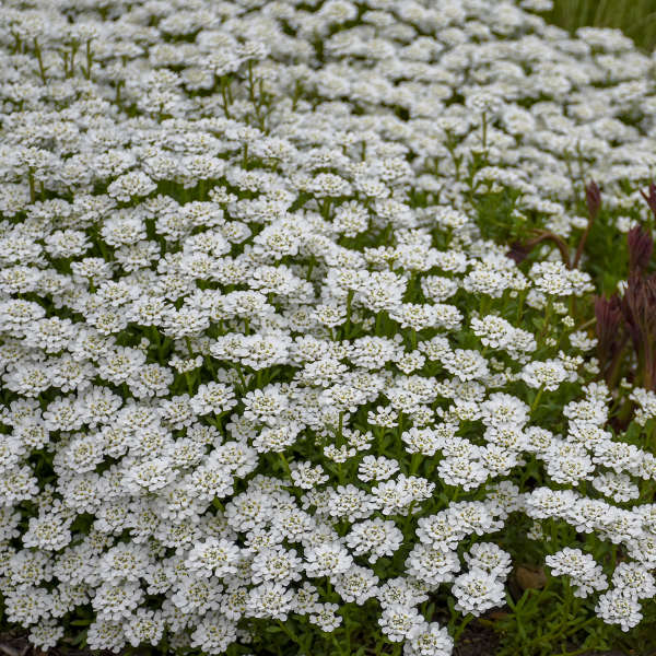 Alexander's White' Evergreen Candytuft - Image 3