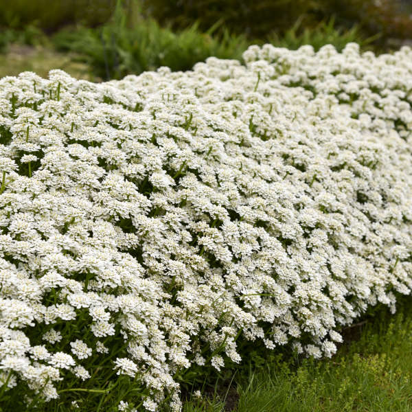 Alexander's White' Evergreen Candytuft - Image 4