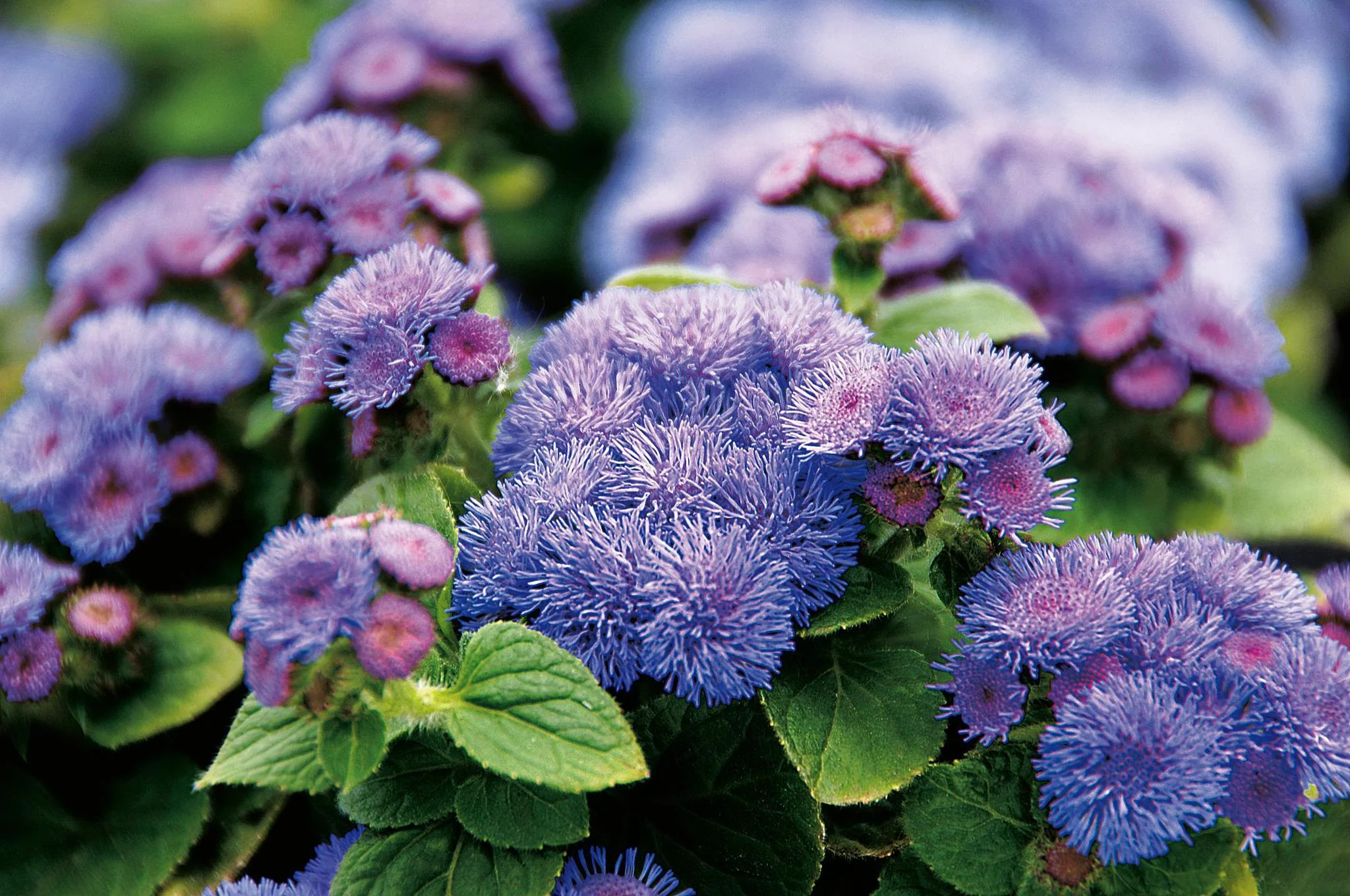Artist® Blue Ageratum | Proven Winners® - Image 3