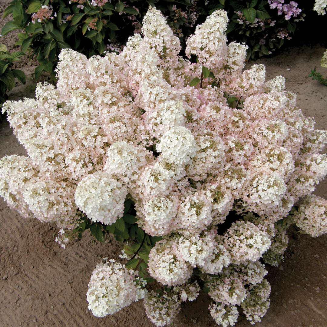 BOBO® Panicle Hydrangea | Proven Winners® - Image 4