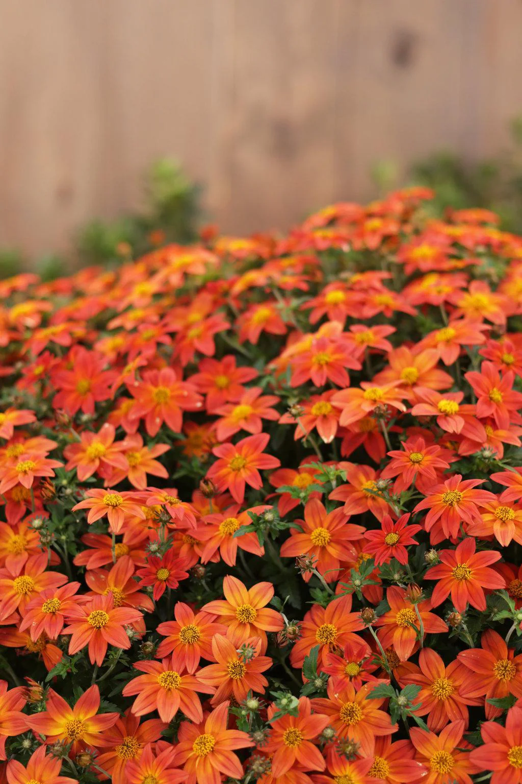 Campfire® Flame™ Bidens | Proven Winners® - Image 3