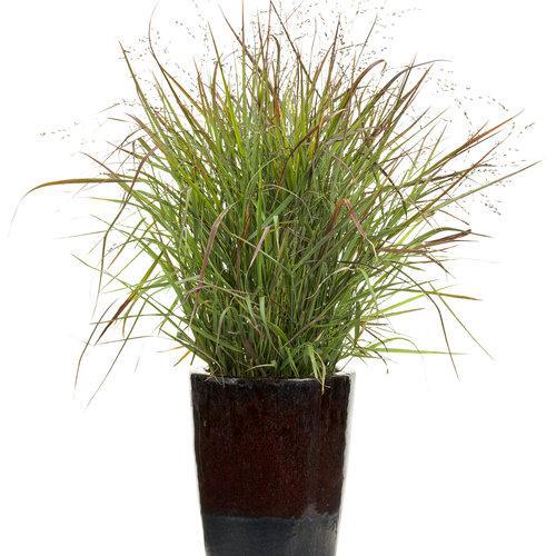 Prairie Winds® 'Cheyenne Sky' panicum virgatum | Proven Winners - Image 3