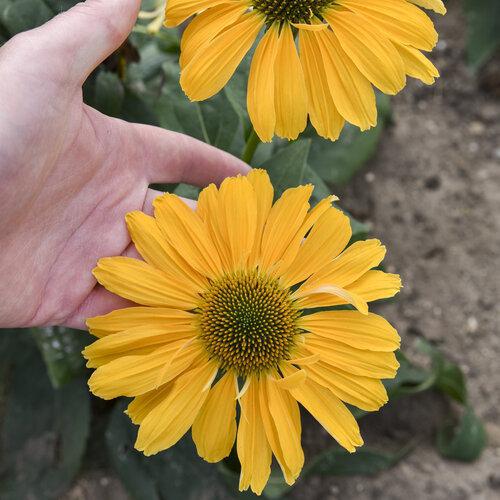 Color Coded® 'One in a Melon' Coneflower Echinacea | Proven Winners® - Image 3