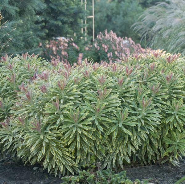 Ascot Rainbow' Euphorbia | Creekside Champions™ - Image 3