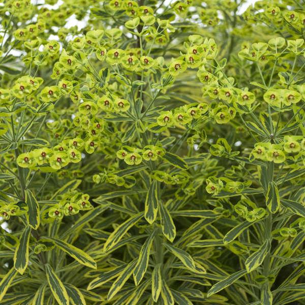 Ascot Rainbow' Euphorbia | Creekside Champions™ - Image 4