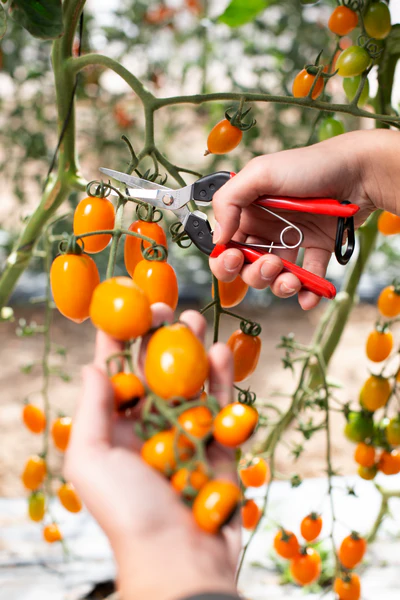 FELCO 322 Harvesting Shears - Image 3