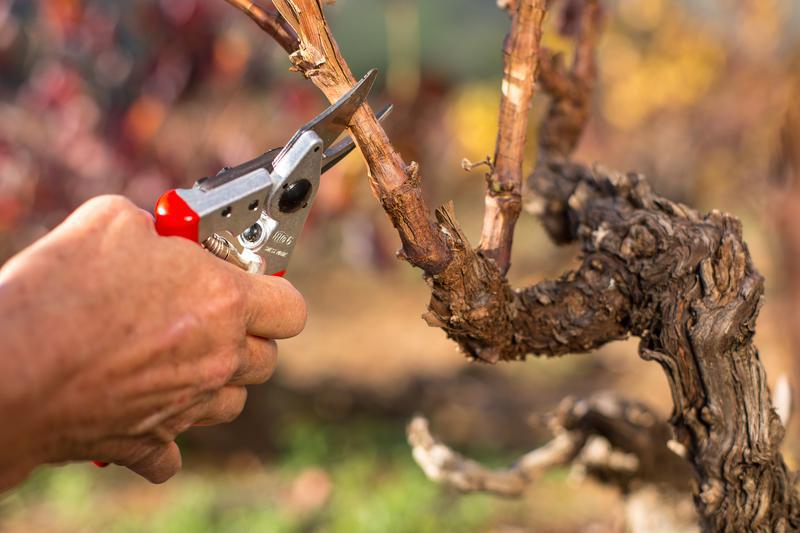 FELCO 6 Ergo Medium One- Hand Pruning Shear - Image 3