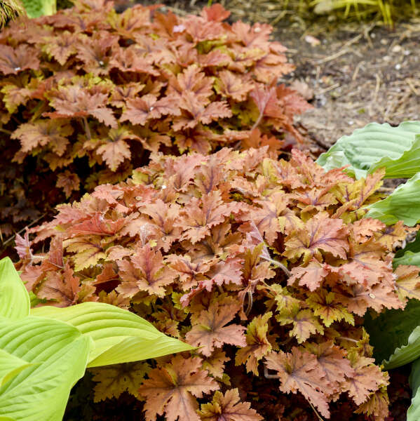 Copper King' Heucherella | Creekside Champions™ - Image 3