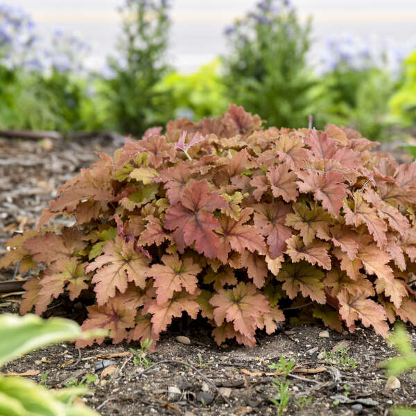 Copper King' Heucherella | Creekside Champions™ - Image 4