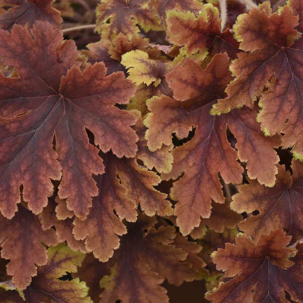 Copper King' Heucherella | Creekside Champions™ - Image 5