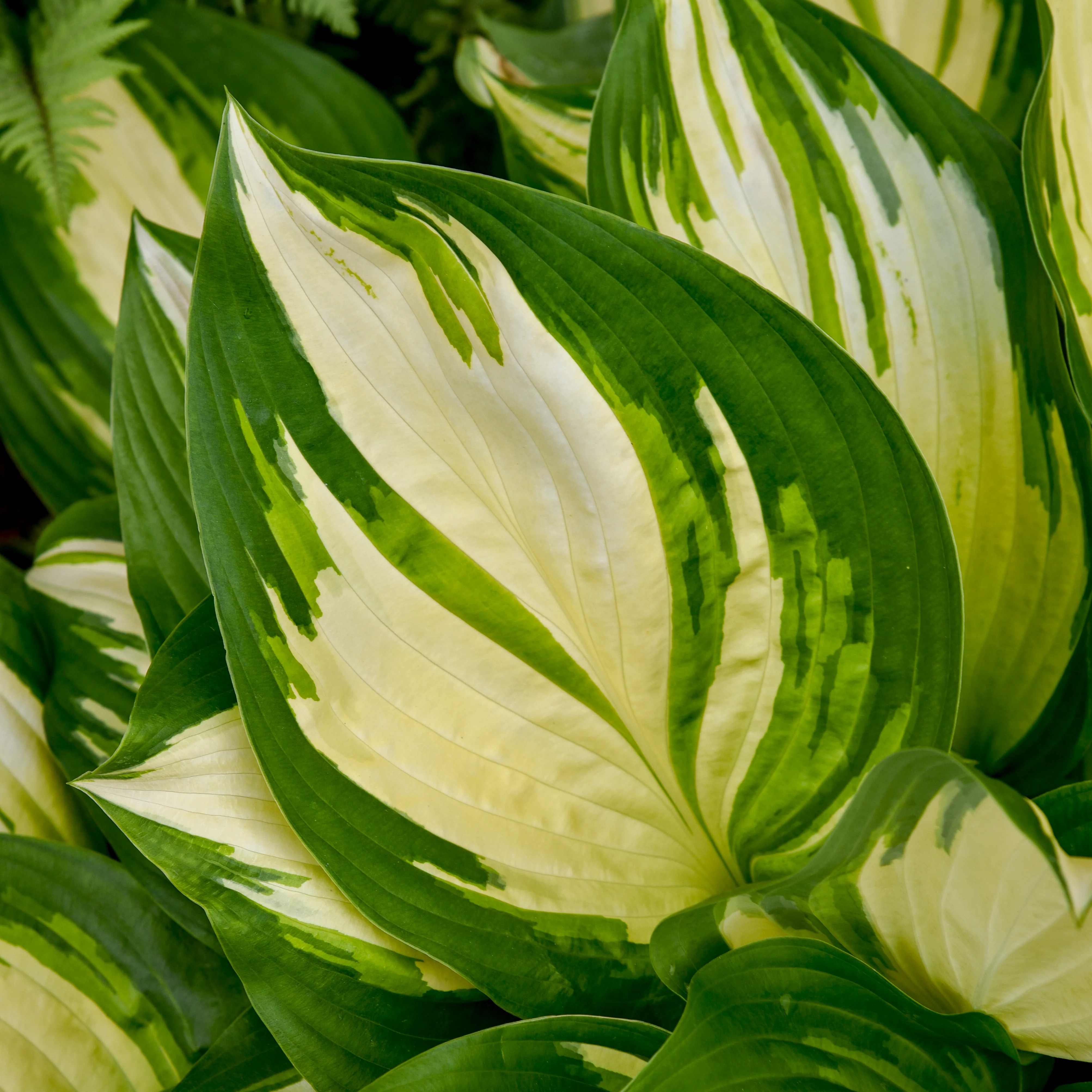 Shadowland® 'Miss America' Hosta | Proven Winners® - Image 3