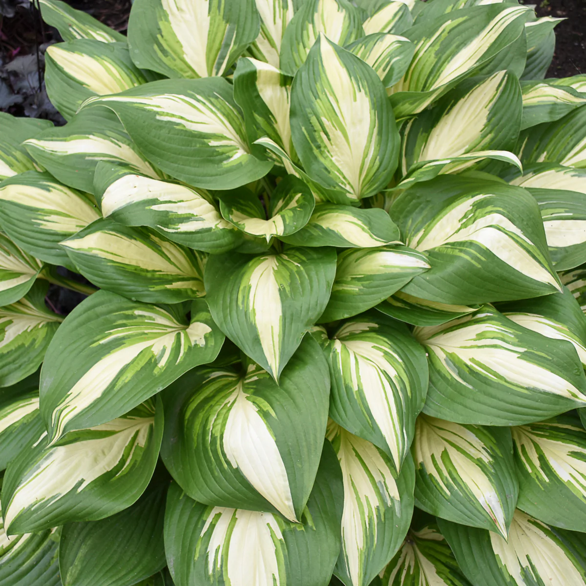 Shadowland® 'Miss America' Hosta | Proven Winners® - Image 4