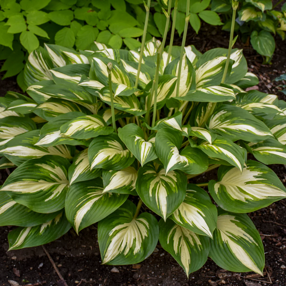 Shadowland® 'Miss America' Hosta | Proven Winners® - Image 5