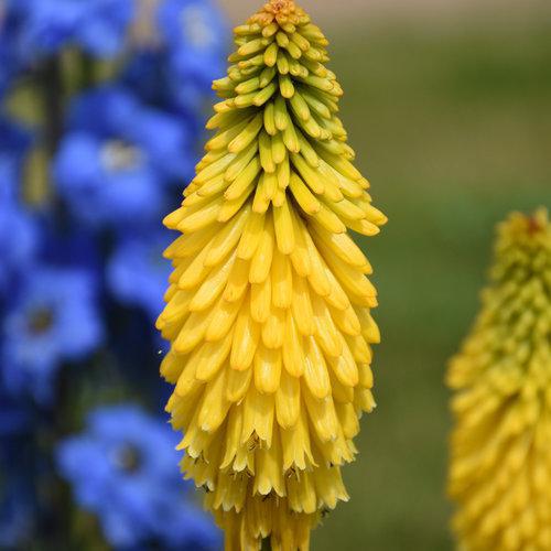 Pyromania® 'Solar Flare' kniphofia | Proven Winners - Image 3