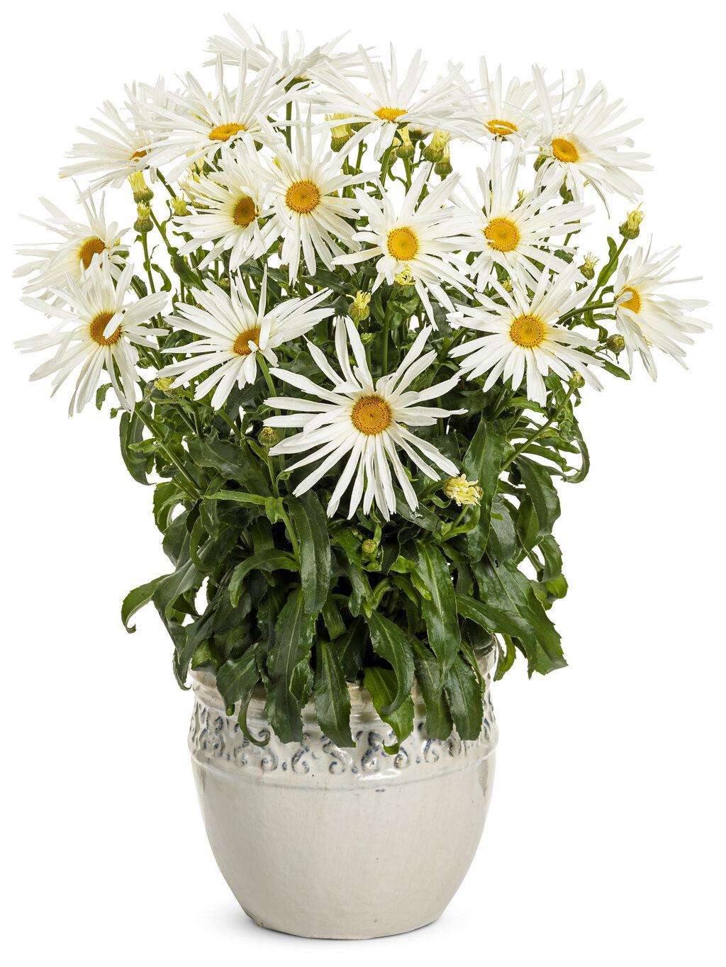 Amazing Daisies® 'Spun Silk' Shasta Daisy - Image 3