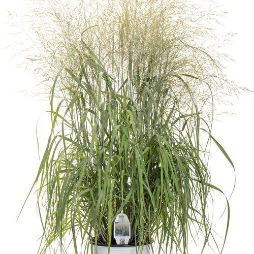 Prairie Winds® 'Niagara Falls' panicum virgatum | Proven Winners - Image 3