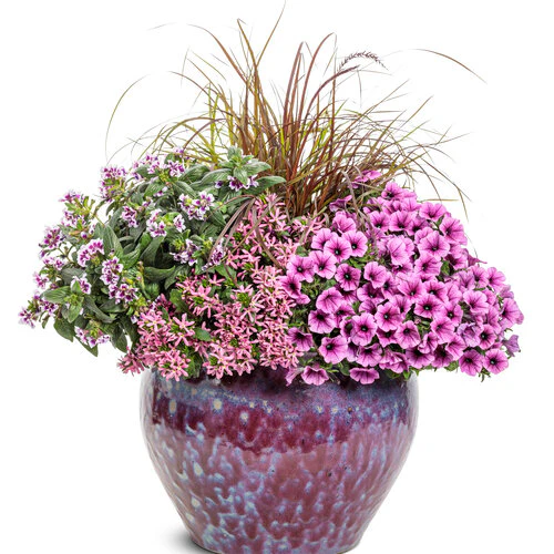 Supertunia Mini Vista® Plum Veined Petunia | Proven Winners® - Image 3