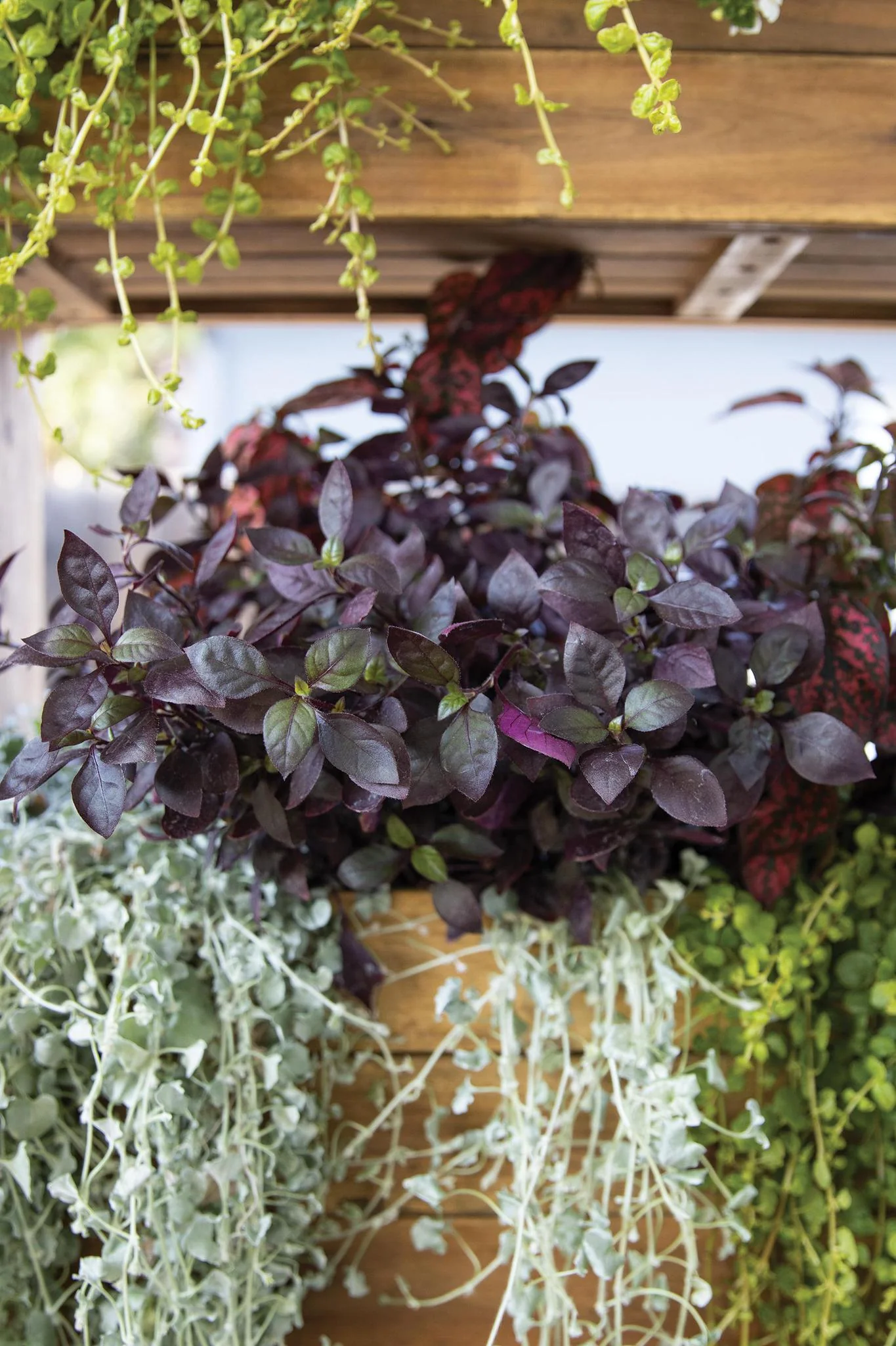 Plum Dandy™ Alternanthera | Proven Winners® - Image 3