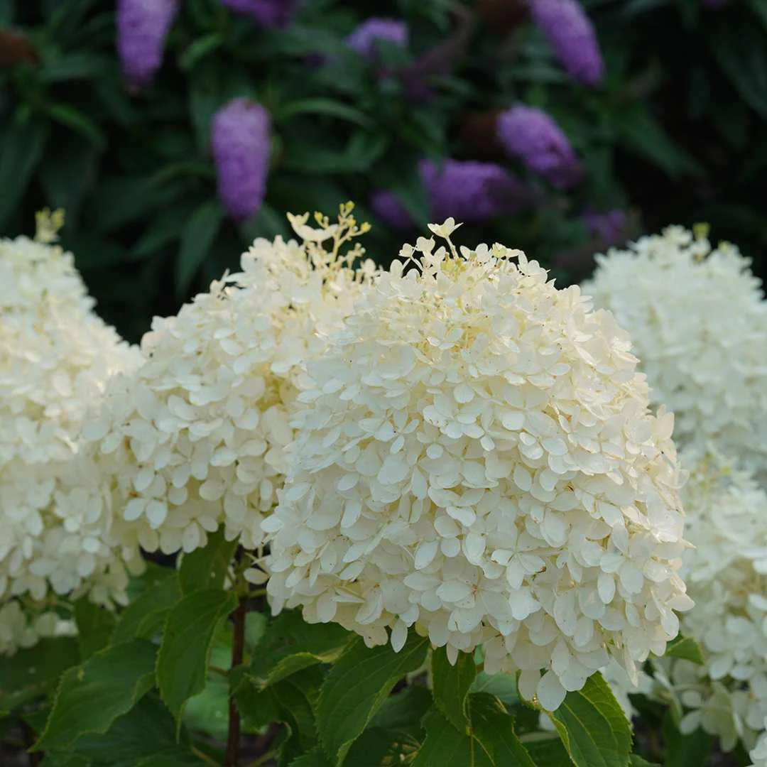 PUFFER FISH® Hydrangea- Panicle - Image 3
