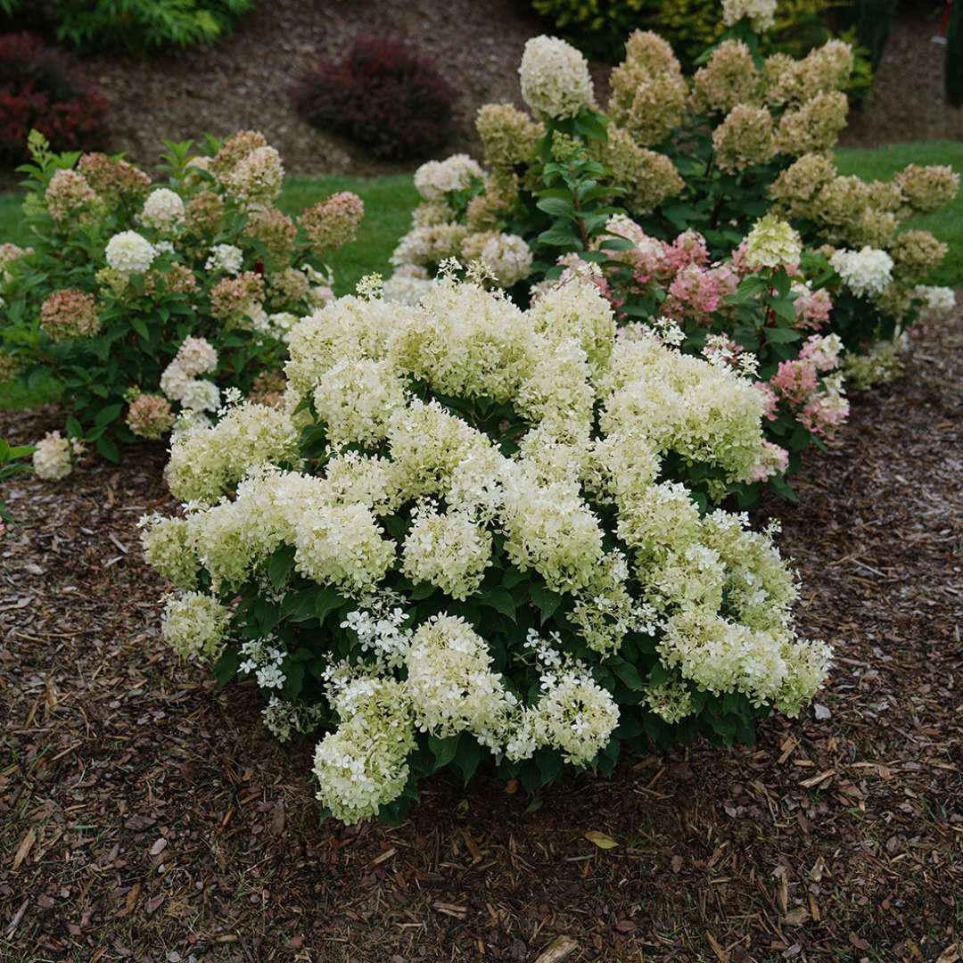 PUFFER FISH® Hydrangea- Panicle - Image 4