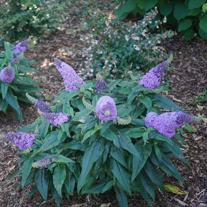PUGSTER® Amethyst Butterfly Bush | Proven Winners® - Image 3