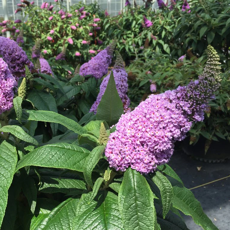 PUGSTER® Amethyst Butterfly Bush | Proven Winners® - Image 4