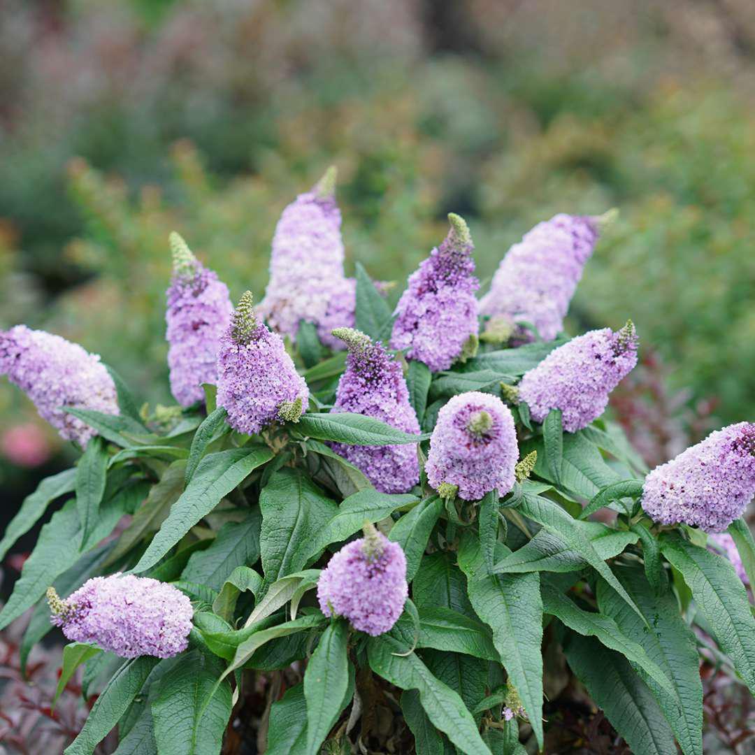 PUGSTER® Amethyst Butterfly Bush | Proven Winners® - Image 5