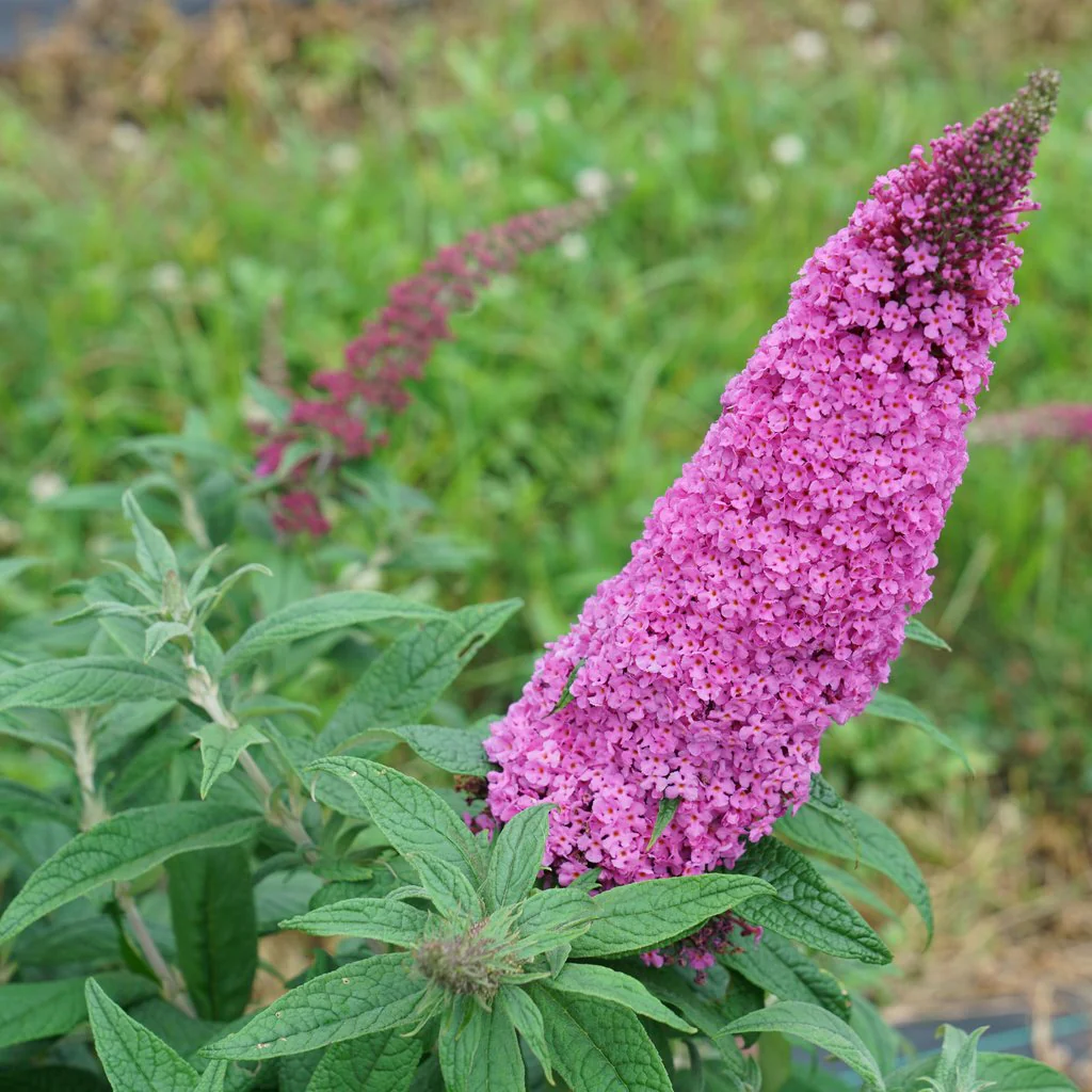 PUGSTER PINKER® Butterfly Bush | Proven Winners® - Image 3