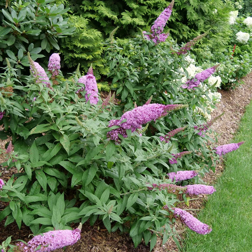 PUGSTER PINKER® Butterfly Bush | Proven Winners® - Image 4