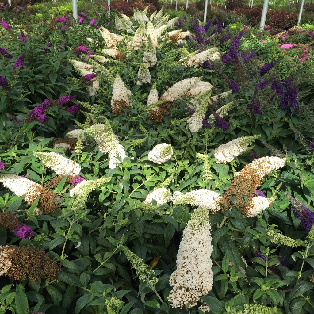 PUGSTER WHITE® Butterfly Bush | Proven Winners® - Image 3