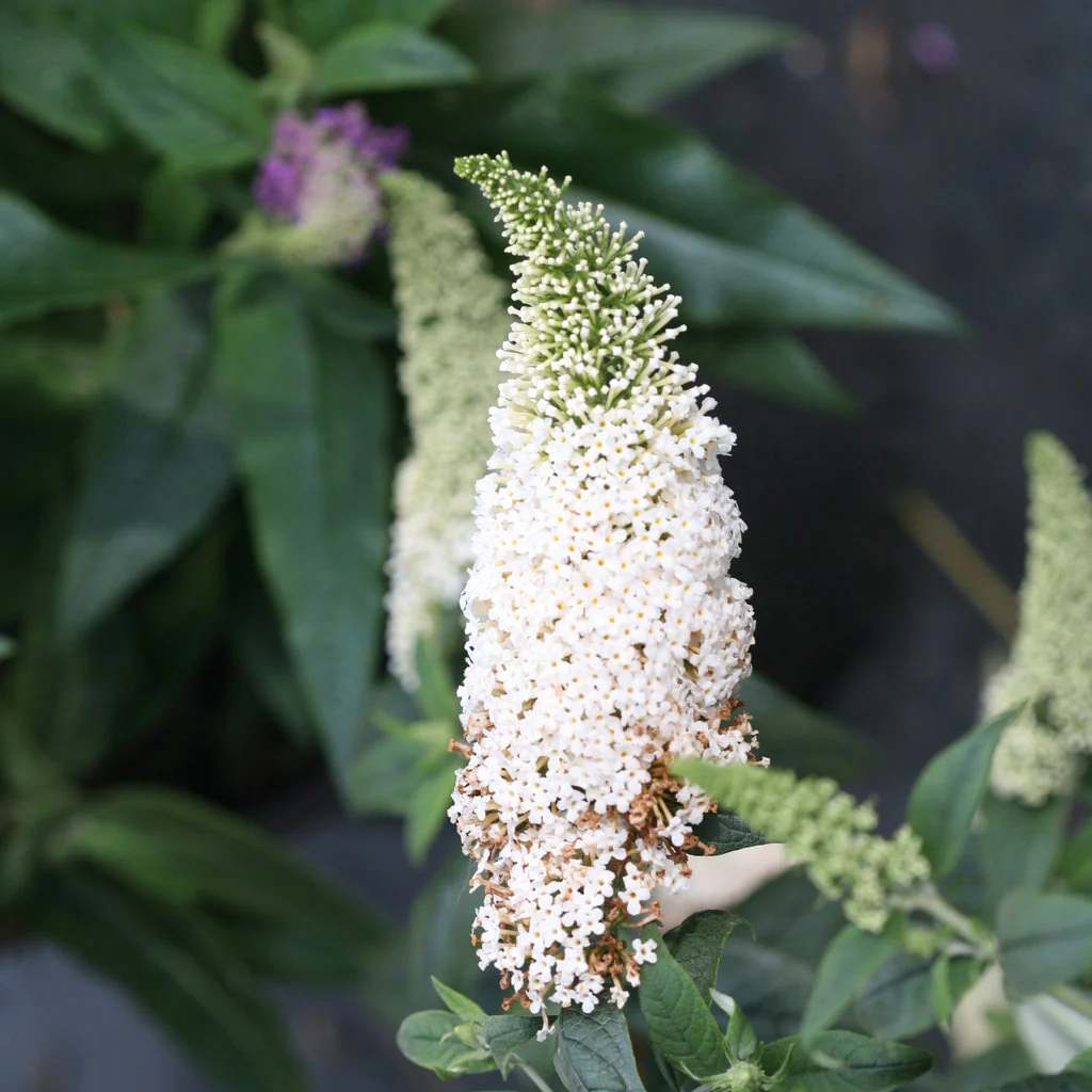 PUGSTER WHITE® Butterfly Bush | Proven Winners® - Image 4