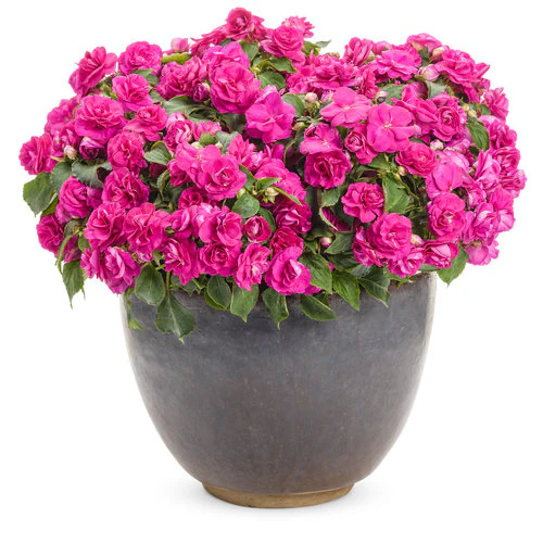 Rockapulco® Purple Double Impatiens | Proven Winners® - Image 3
