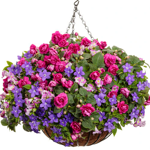 Rockapulco® Purple Double Impatiens | Proven Winners® - Image 4