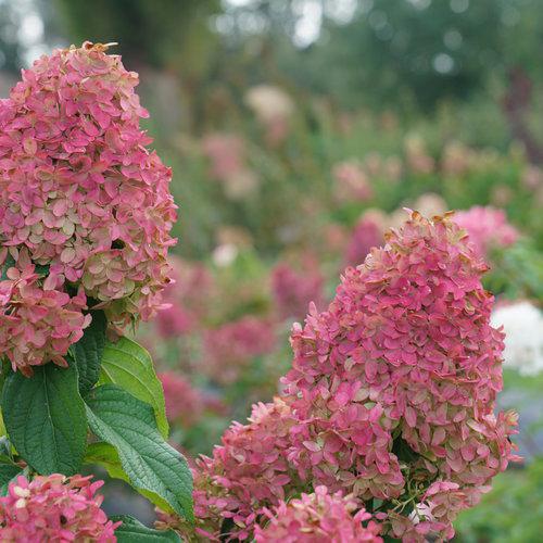 QUICK FIRE FAB® Hydrangea- Panicle - Image 3