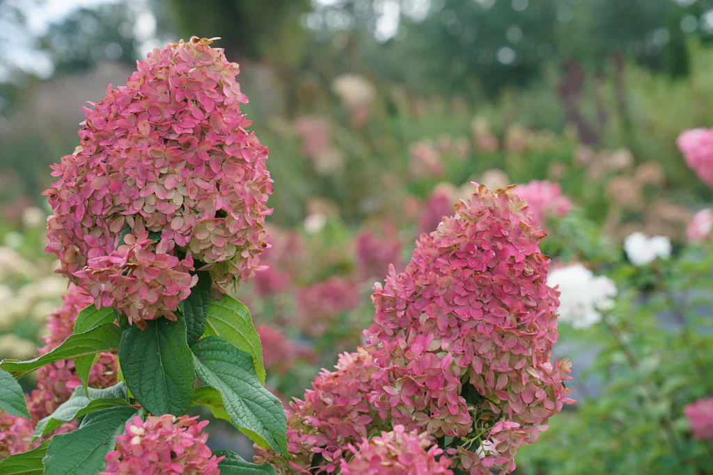 QUICK FIRE FAB® Hydrangea- Panicle - Image 4