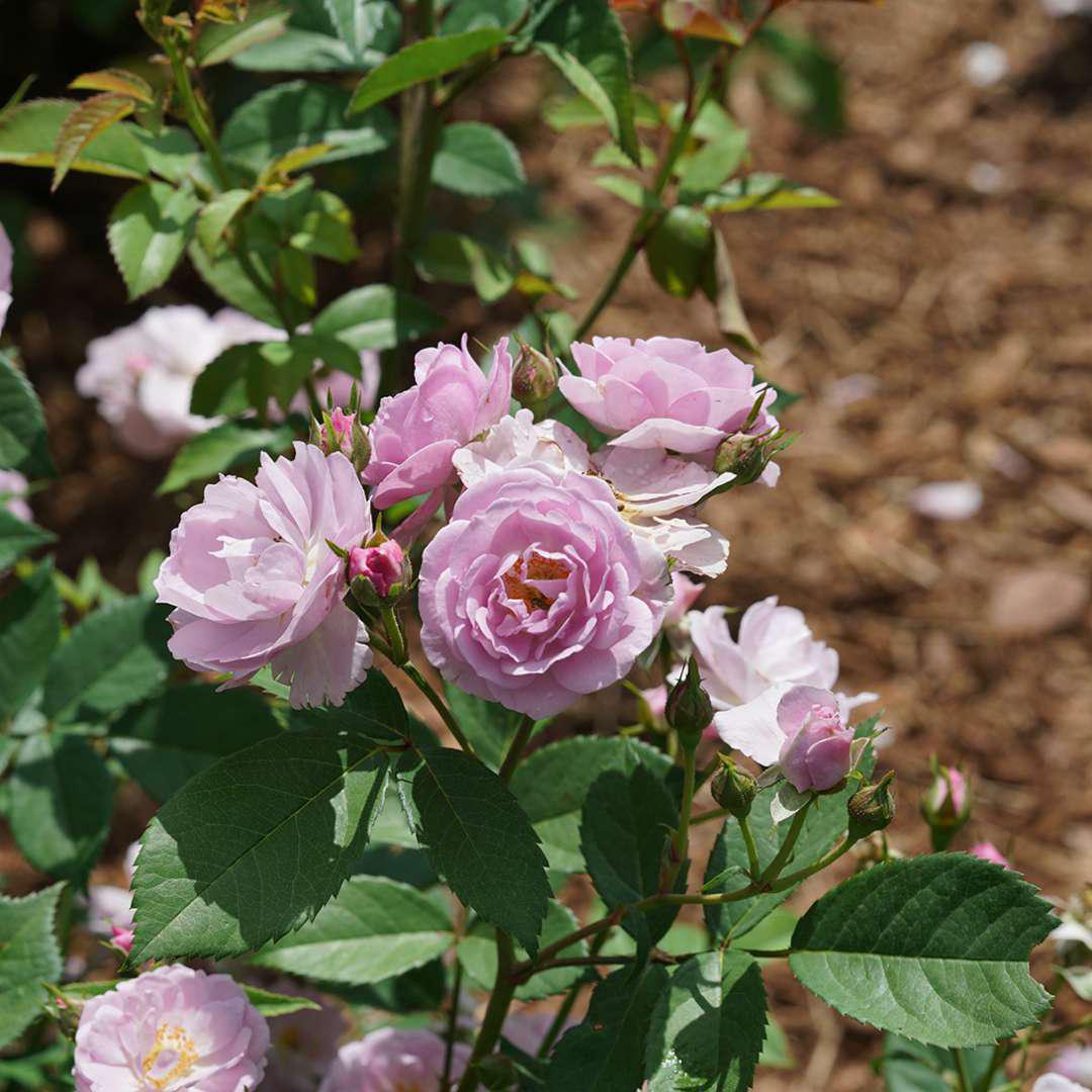 RISE UP LILAC DAYS™ Rose - Image 3