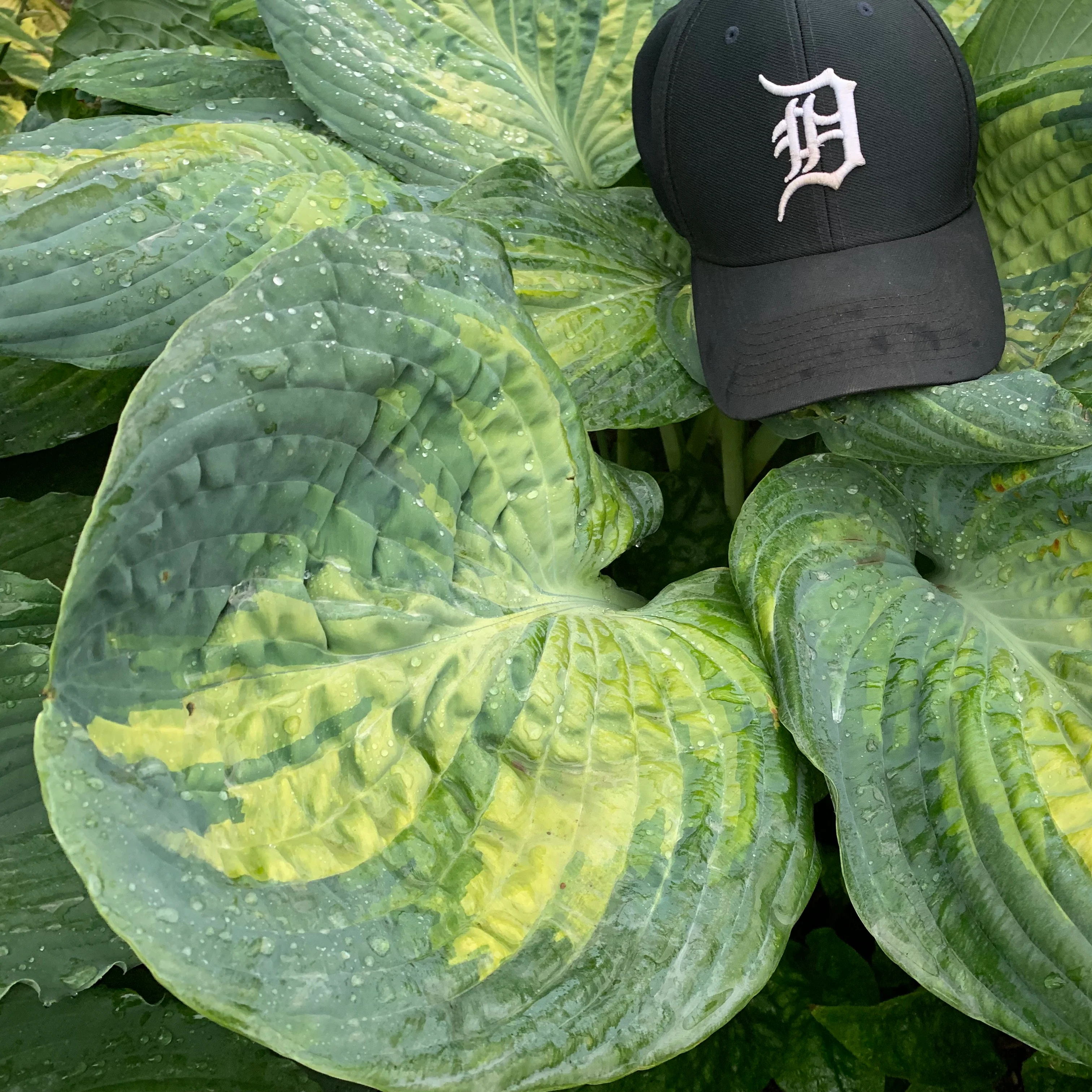 Shadowland® 'Sound of Music' Hosta | Proven Winners® - Image 3