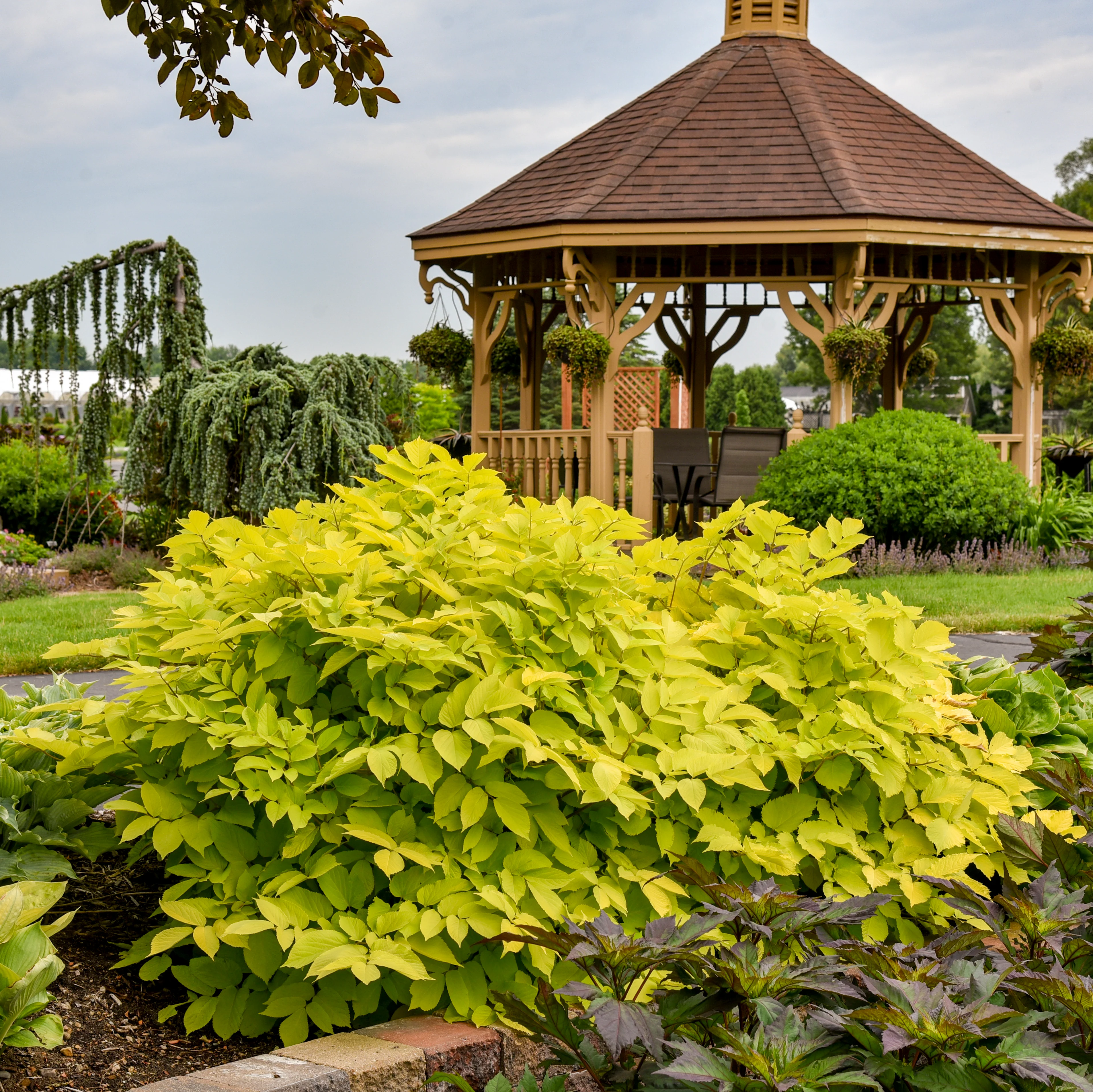 Sun King' Aralia | Creekside Champions™ - Image 4