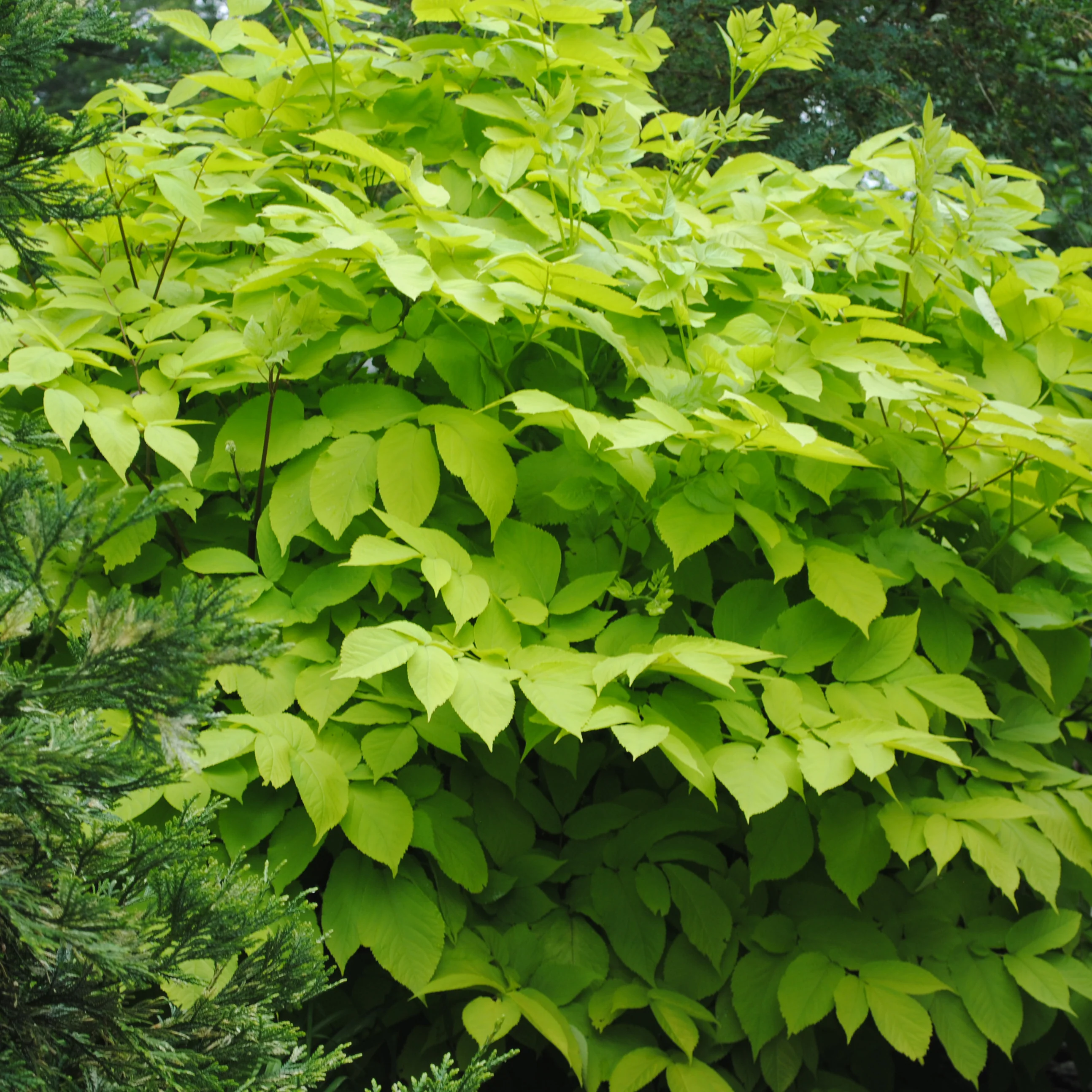 Sun King' Aralia | Creekside Champions™ - Image 5