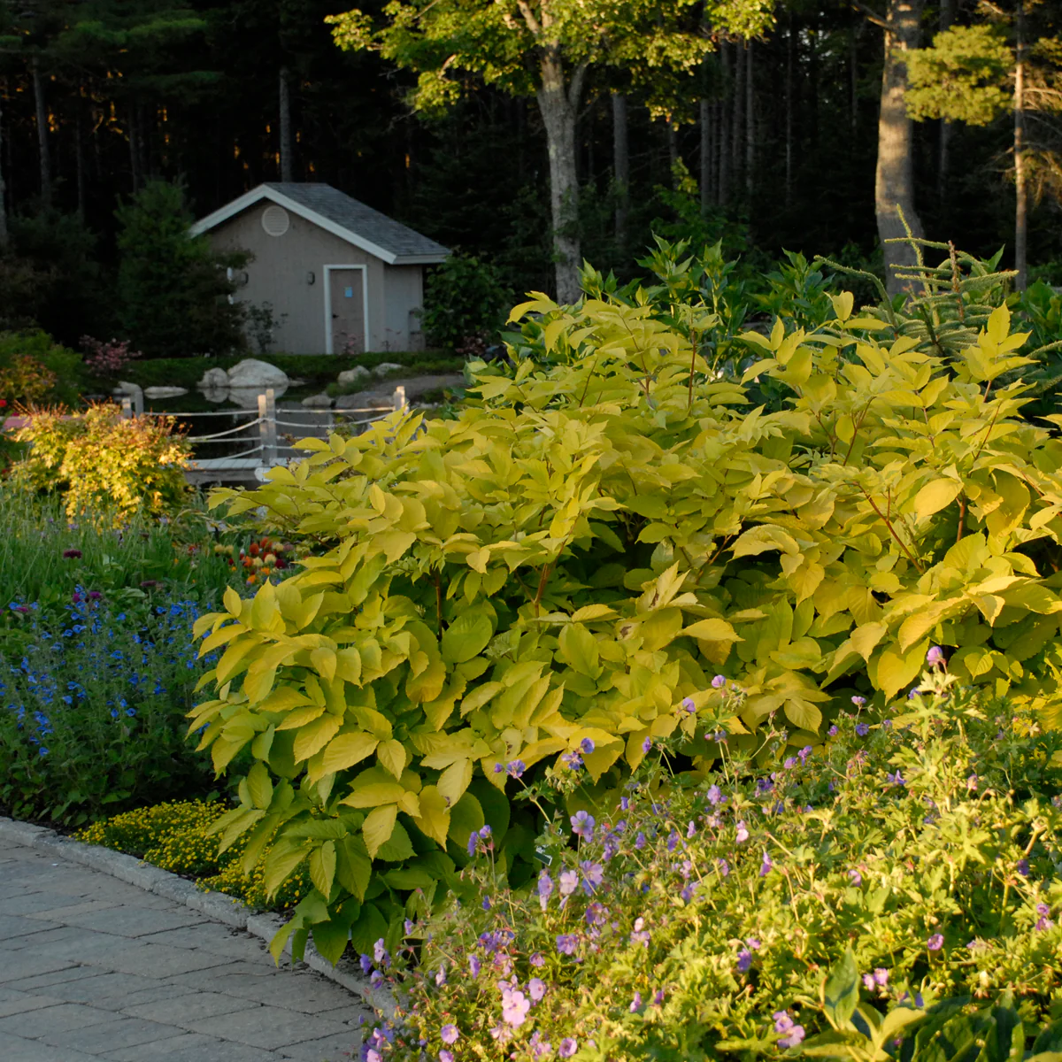 Sun King' Aralia | Creekside Champions™ - Image 6