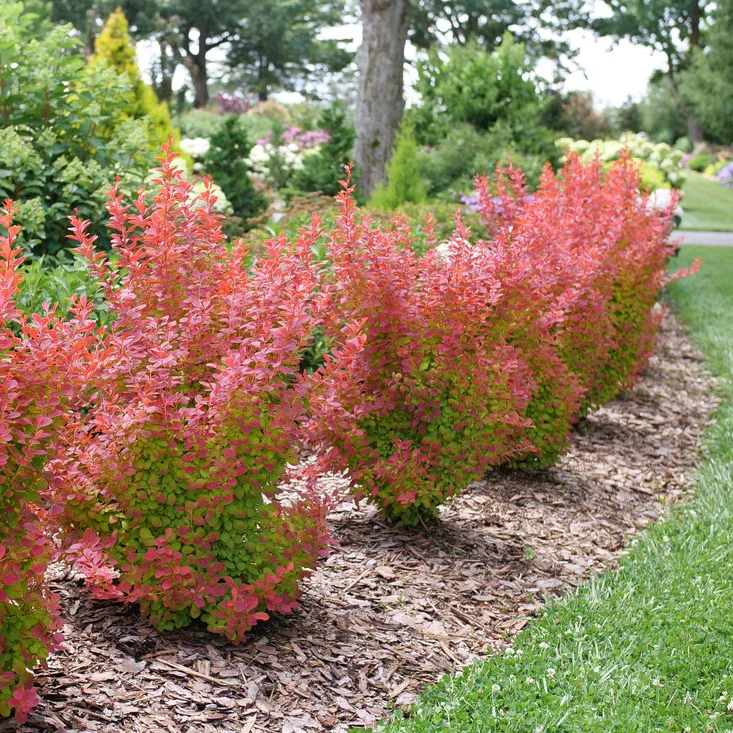 SUNJOY ORANGE PILLAR® Barberry | Proven Winners® - Image 3