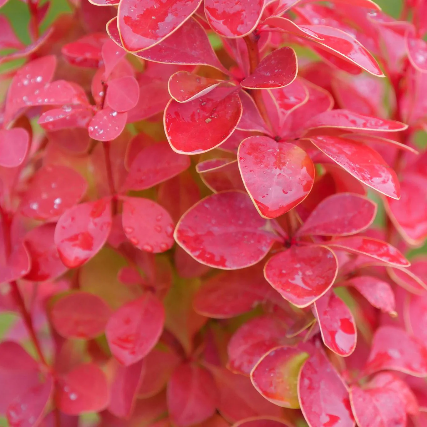 SUNJOY ORANGE PILLAR® Barberry | Proven Winners® - Image 4