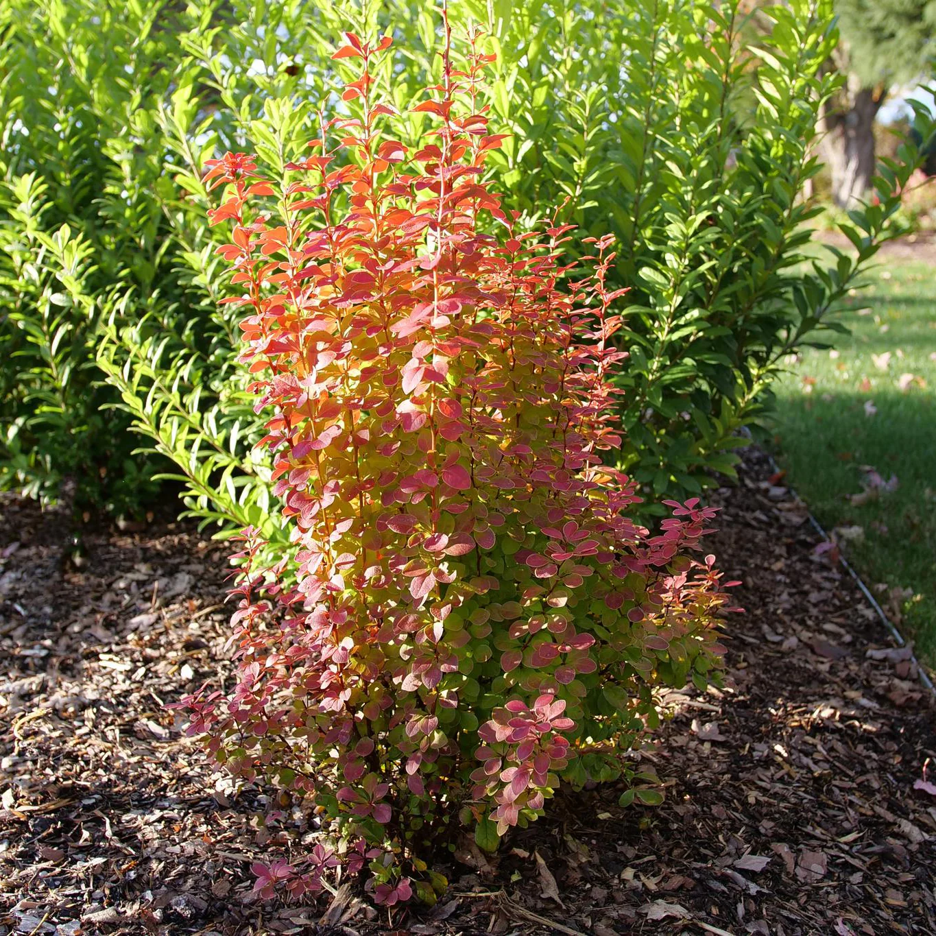 SUNJOY ORANGE PILLAR® Barberry | Proven Winners® - Image 5