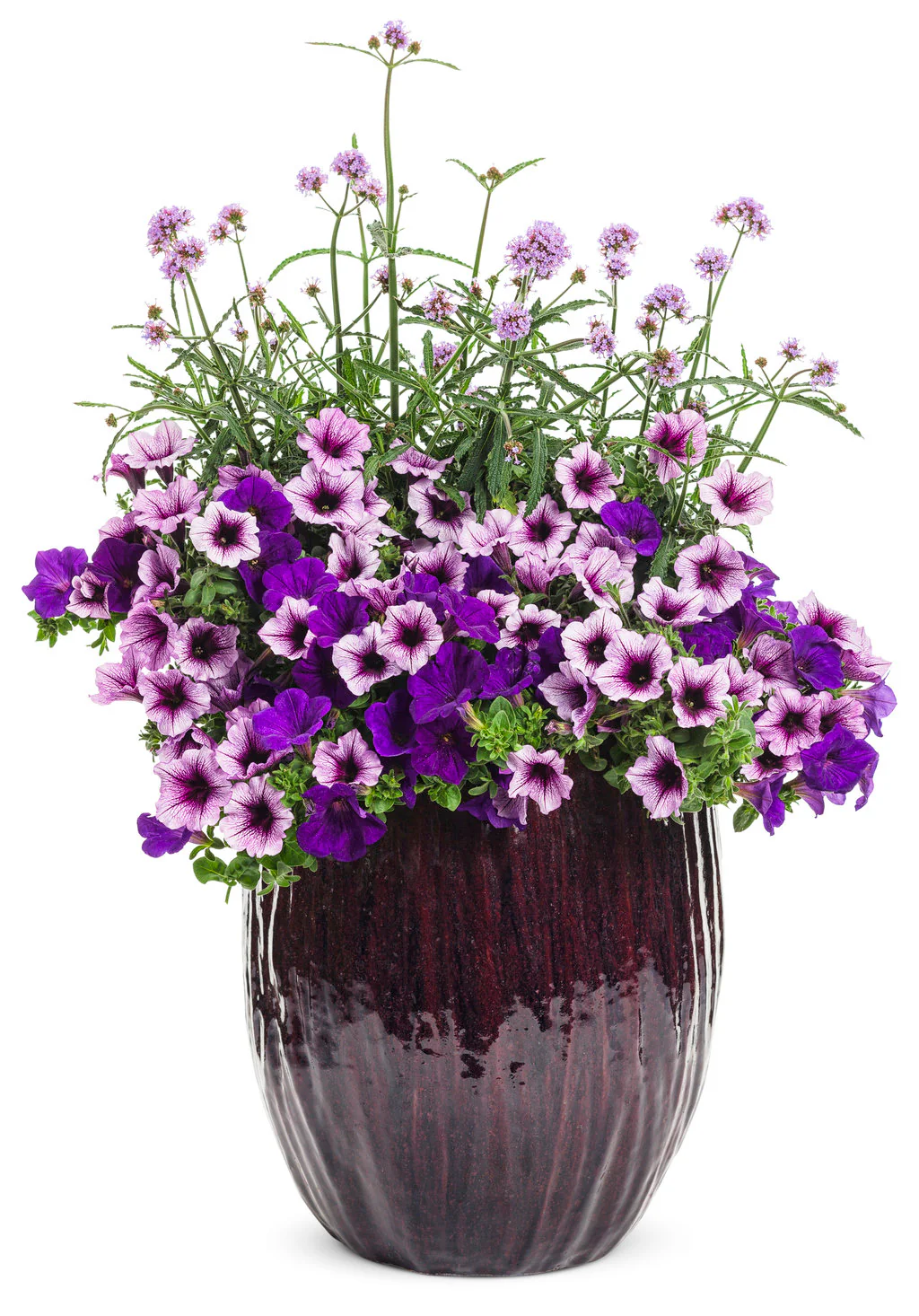 Supertunia® Royal Velvet® Petunia| Proven Winners® - Image 3