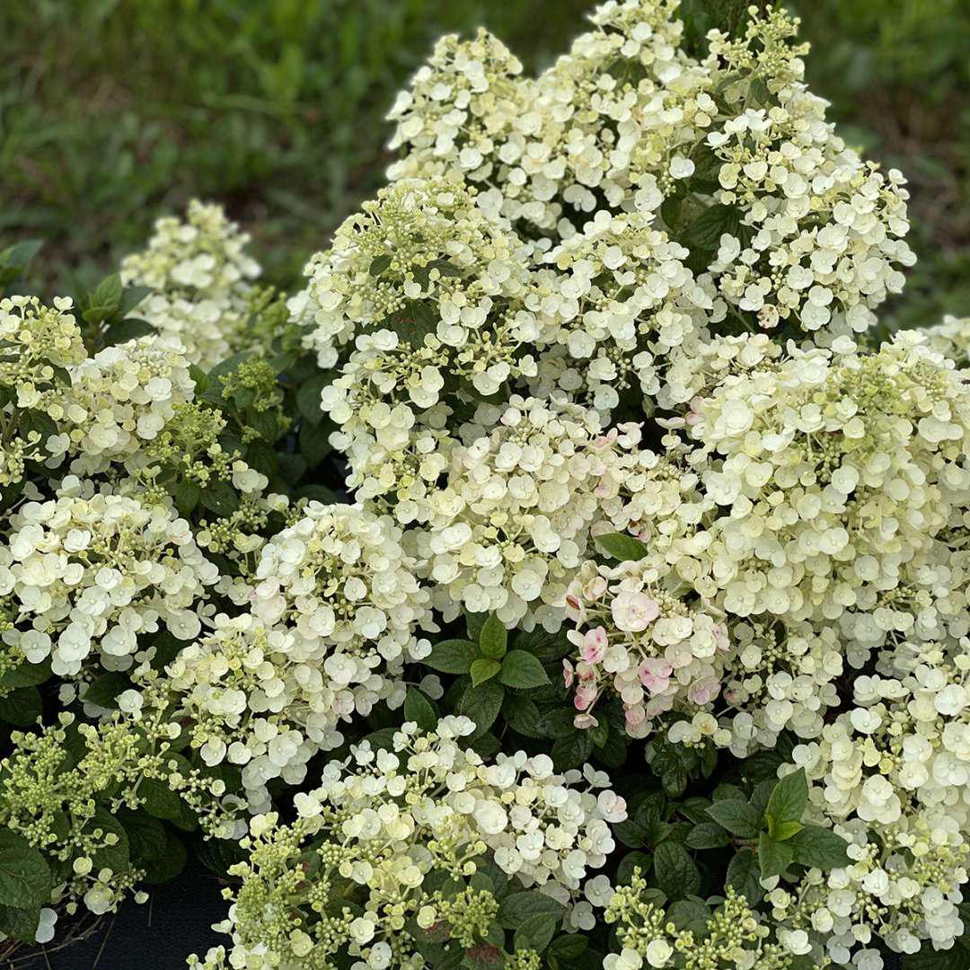 TINY QUICK FIRE® Hydrangea- Panicle - Image 3