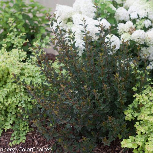 TINY WINE® Ninebark | Proven Winners® - Image 4