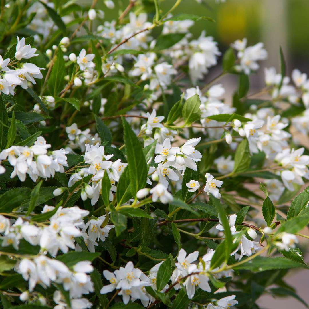 YUKI SNOWFLAKE® Deutzia | Proven Winners® - Image 3