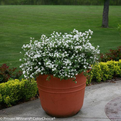 YUKI SNOWFLAKE® Deutzia | Proven Winners® - Image 4